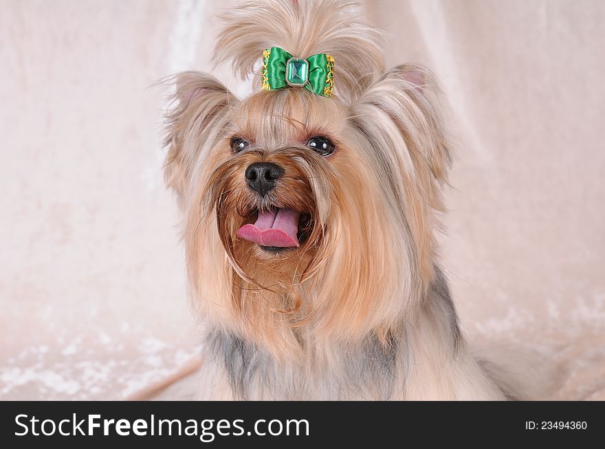 Portrait Of Fluffy Yorkshire Terrier