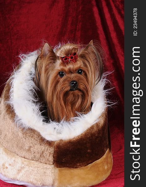 Adorable yorkshire terrier portrait in fluffy house on red background