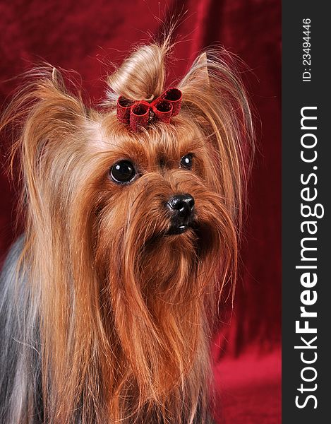 Yorkshire terrier portrait on red background