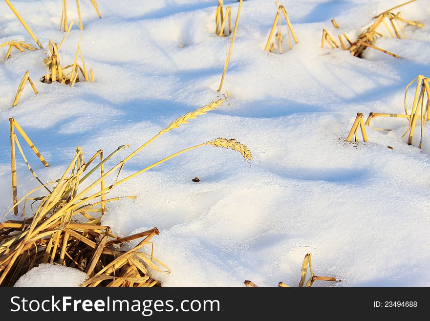 Wheat under cold snow on a sunny winter day on the field. Wheat under cold snow on a sunny winter day on the field.