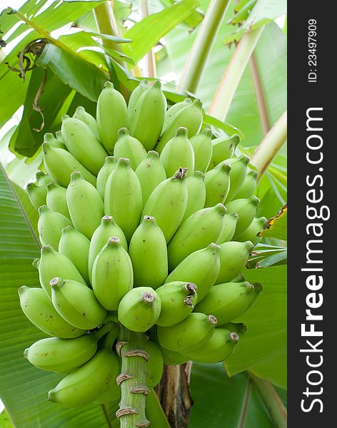 Green bananas stack green in the farm or garden. Green bananas stack green in the farm or garden