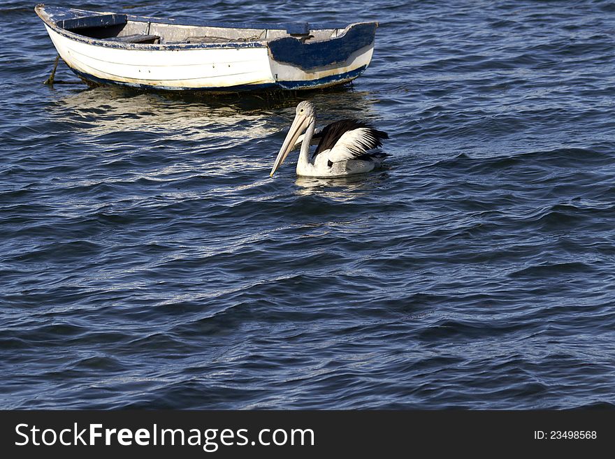 Pelican floats by a well-worn dinghy, both boat and bird are familiar and comfortable with the ways of the sea. Copy space available beneath both bird and boat. Pelican floats by a well-worn dinghy, both boat and bird are familiar and comfortable with the ways of the sea. Copy space available beneath both bird and boat.