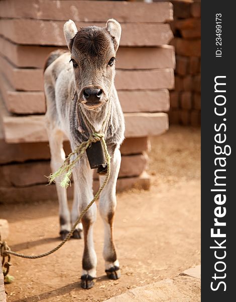 Indian cow baby (calf ) in farm land in a village. Indian cow baby (calf ) in farm land in a village