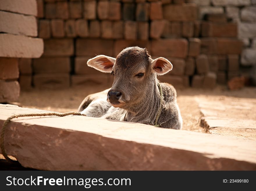 Indian cow baby (calf ) sitting in village. Indian cow baby (calf ) sitting in village