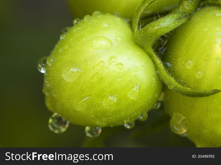 Green tomato with water drops