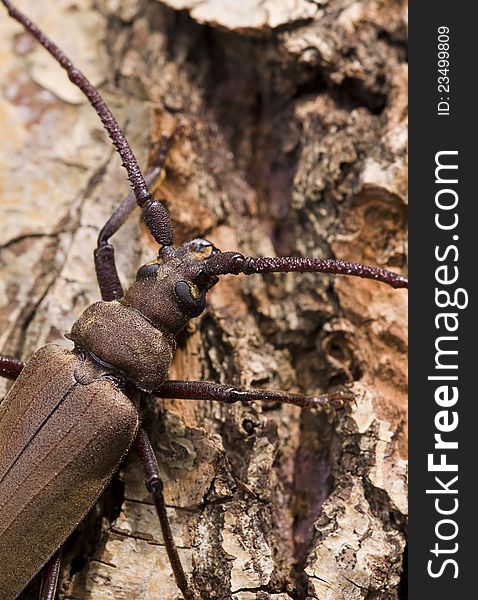 Megopis scabricornis - a longhorn beetle