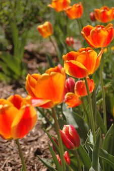 Glowing Tulips Royalty Free Stock Photos