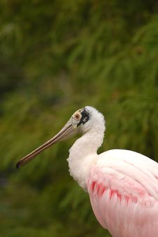 Roseate Spoonbill Royalty Free Stock Photography