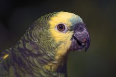 Parrot Portrait Stock Photos