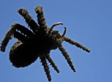 Black Spider Royalty Free Stock Photo Black Spider Royalty Free Stock Photo