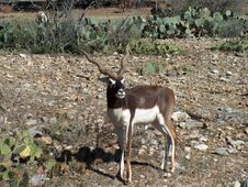 Baby Blackbuck Antelope Royalty Free Stock Images