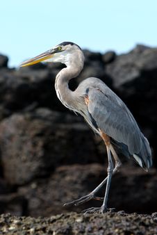 Grey Heron Stock Photography