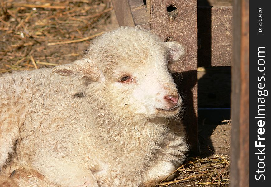 Small lamb resting in the barn