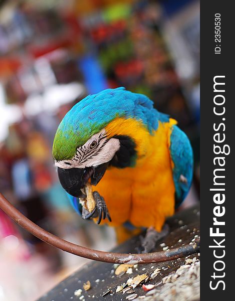 Close-up of colorful parakeet parrot