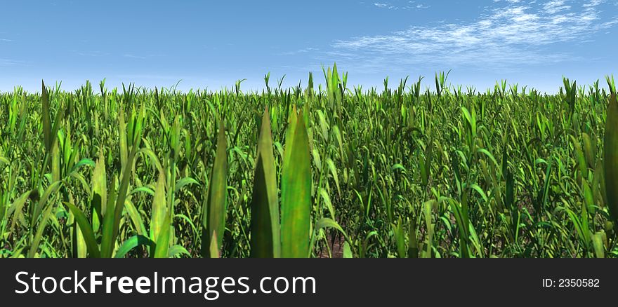 Green summer field shot over sky background. Green summer field shot over sky background.