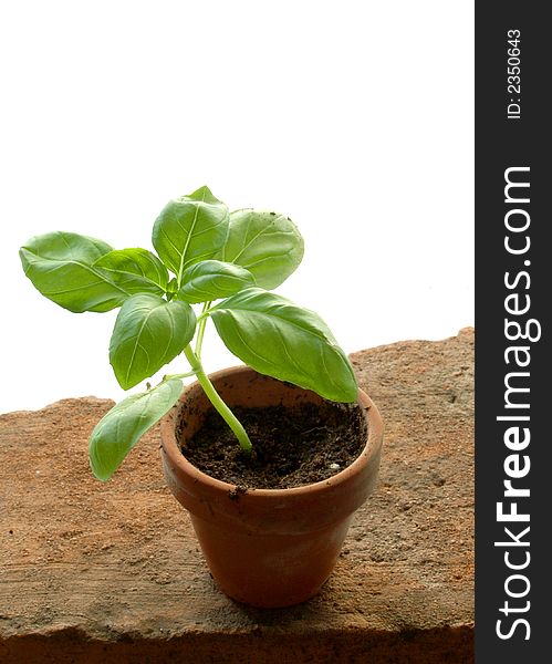 Growing basil in a clay pot