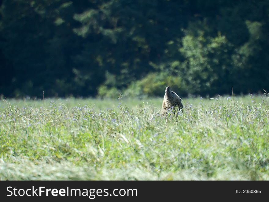 A Grizzly bear is smelling something and puting his nose in the air. Maybe some of the photographers had a sweet parfum. A Grizzly bear is smelling something and puting his nose in the air. Maybe some of the photographers had a sweet parfum.