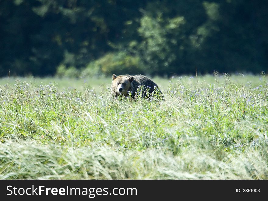 A young grizzly bear is moving through a high grown meadow. A young grizzly bear is moving through a high grown meadow.