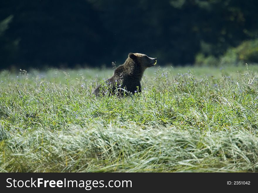 A young grizzly bear is moving through a high grown meadow. A young grizzly bear is moving through a high grown meadow.