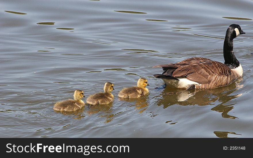 A goose and three cygnets swimming across lake. A goose and three cygnets swimming across lake