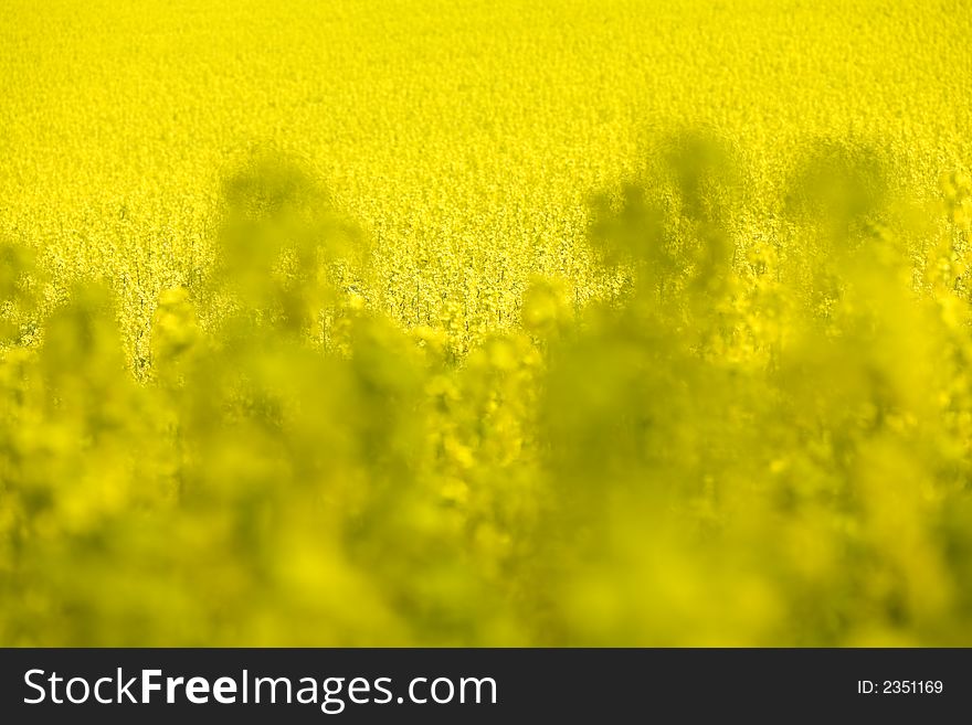 Blooming and yellow rapeseed, blurred foreground