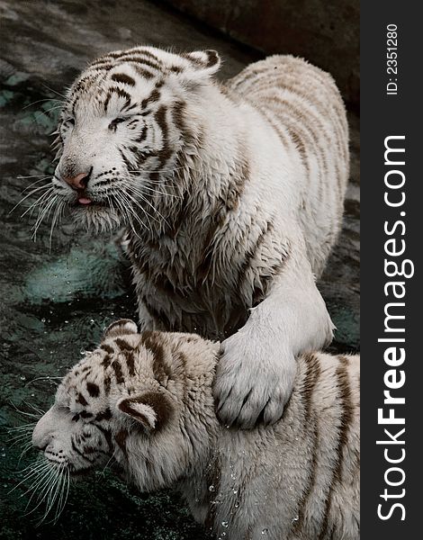 Two white tigers playing together in the water