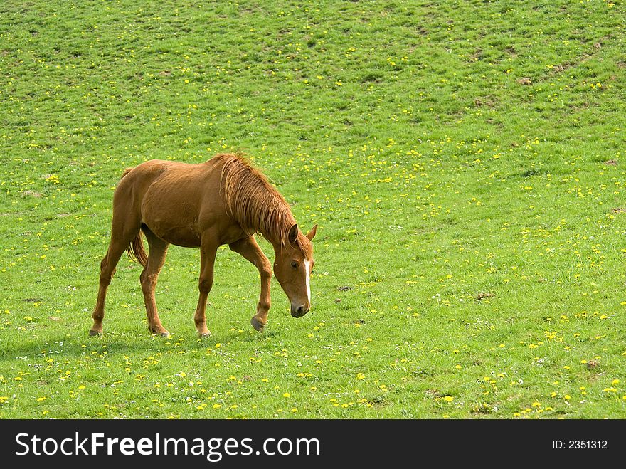 Brown horse with green natural background full of yellow flowers