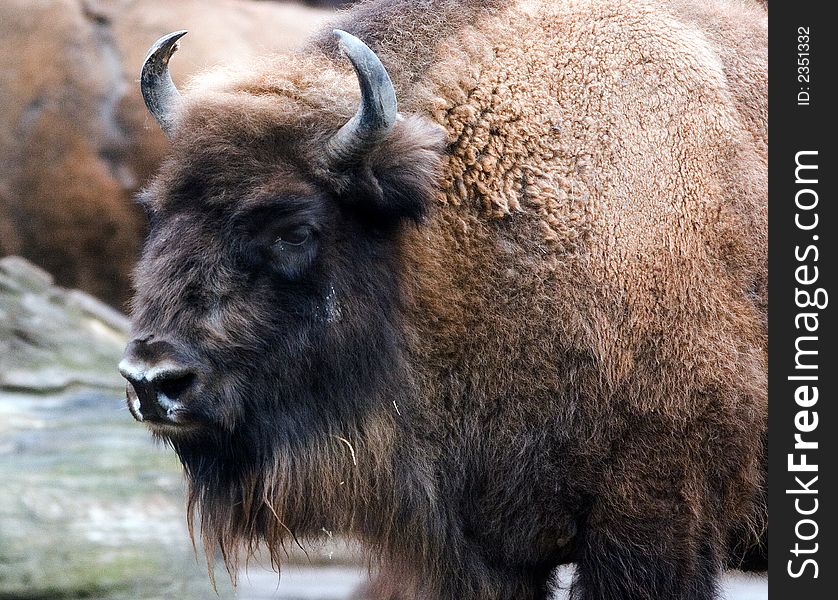 Portrait of the american buffallo