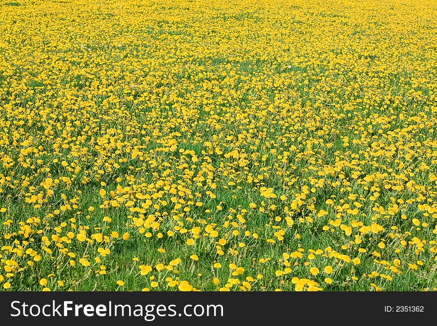 Meadow with blooming yellow dandelion