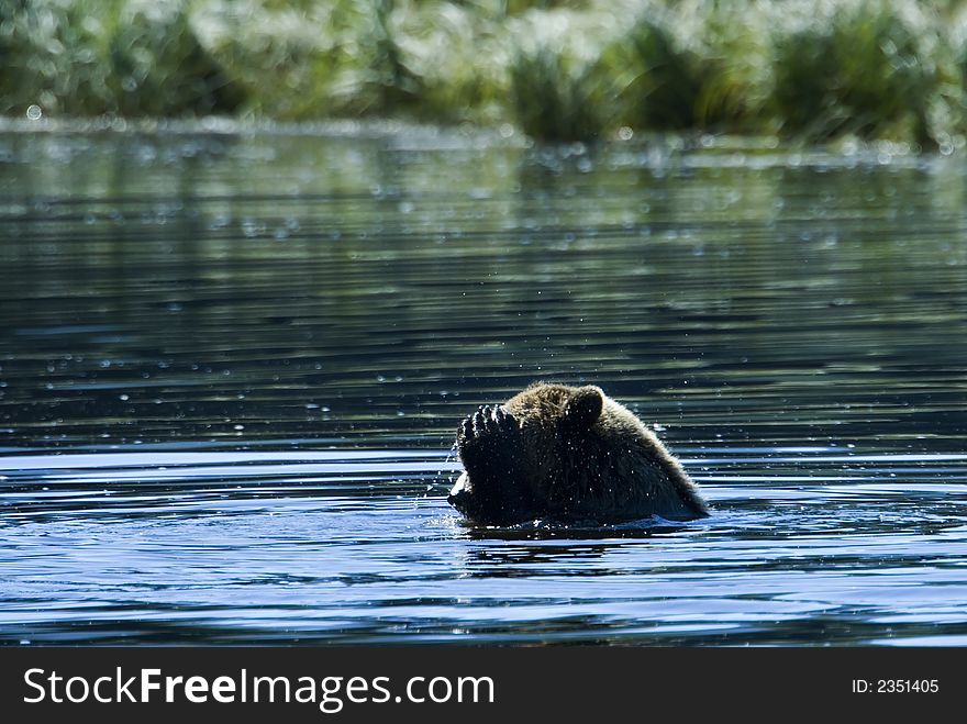 A grizzly bear is taking a bath in the pacific ocean. It seems to be a nice refreshment in the hot summer sun. A grizzly bear is taking a bath in the pacific ocean. It seems to be a nice refreshment in the hot summer sun.