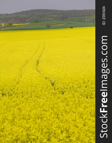 Blooming an yellow rapeseed in the sunshine