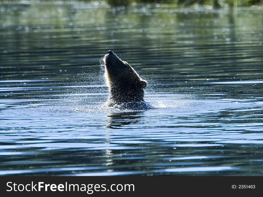 A grizzly bear is taking a bath in the pacific ocean. It seems to be a nice refreshment in the hot summer sun. A grizzly bear is taking a bath in the pacific ocean. It seems to be a nice refreshment in the hot summer sun.