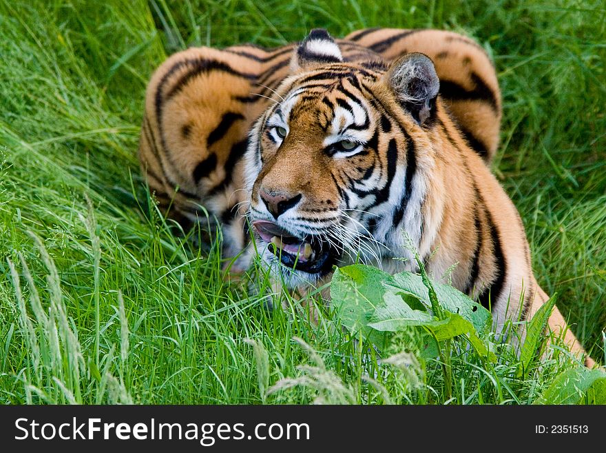 Portrait of the bengal tiger in the grass