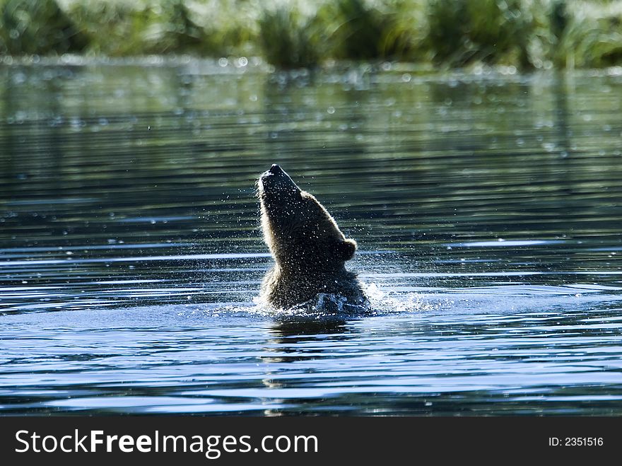 A grizzly bear is taking a bath in the pacific ocean. It seems to be a nice refreshment in the hot summer sun. A grizzly bear is taking a bath in the pacific ocean. It seems to be a nice refreshment in the hot summer sun.