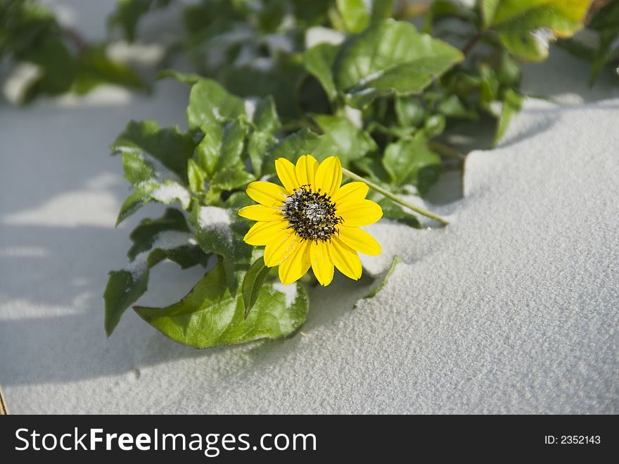 A beautiful yellow flower pushes up through the dunes. A beautiful yellow flower pushes up through the dunes