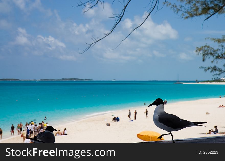 Image of the white sand and cristal clear water of the Bahamas. Image of the white sand and cristal clear water of the Bahamas.