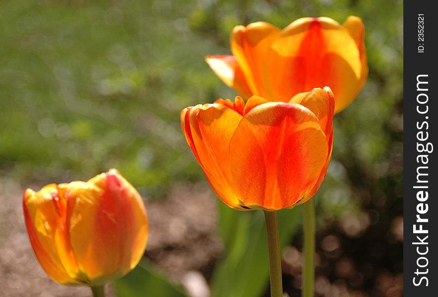 Yellow and orange tulips on a bright spring day. Yellow and orange tulips on a bright spring day