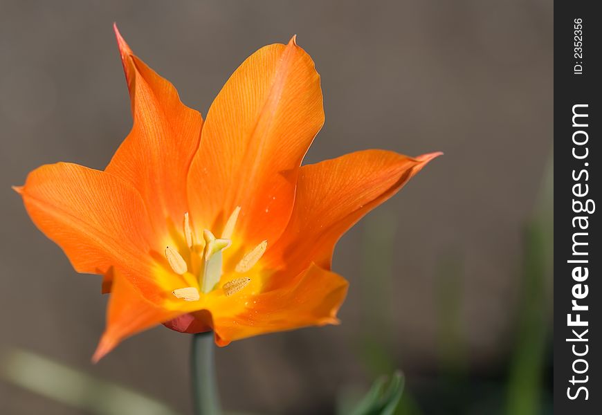 Close-up of orange tulip in the garden