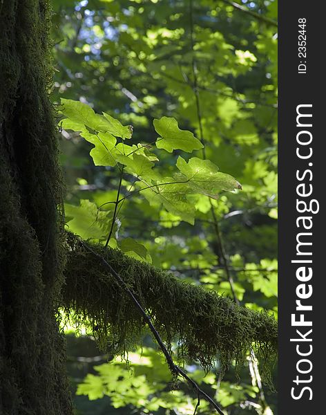 The old trees, lichens and moses give the cathedral grove park a fairy tale looking. The old trees, lichens and moses give the cathedral grove park a fairy tale looking.