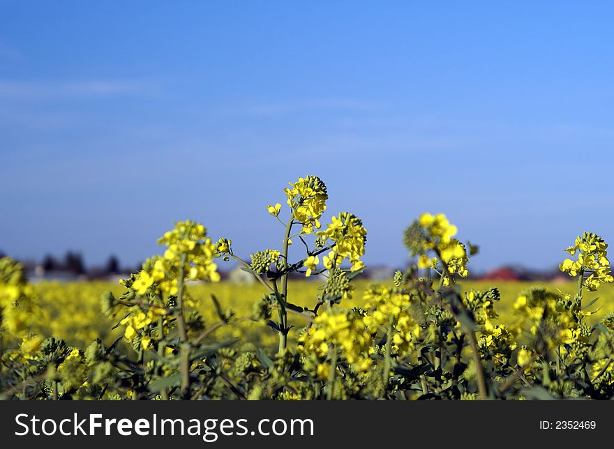 Yellow rape field under blue sky