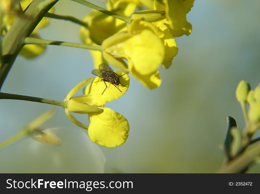 Closeup of fly sitting on yellow canola flower in morning sunshine