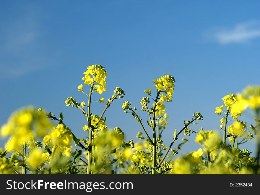 Yellow rape field under blue sky