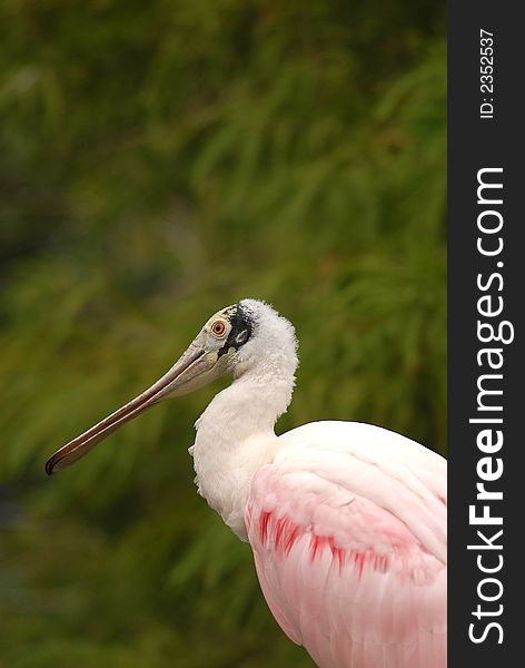 The unique looking roseate spoonbill photographed in Florida.