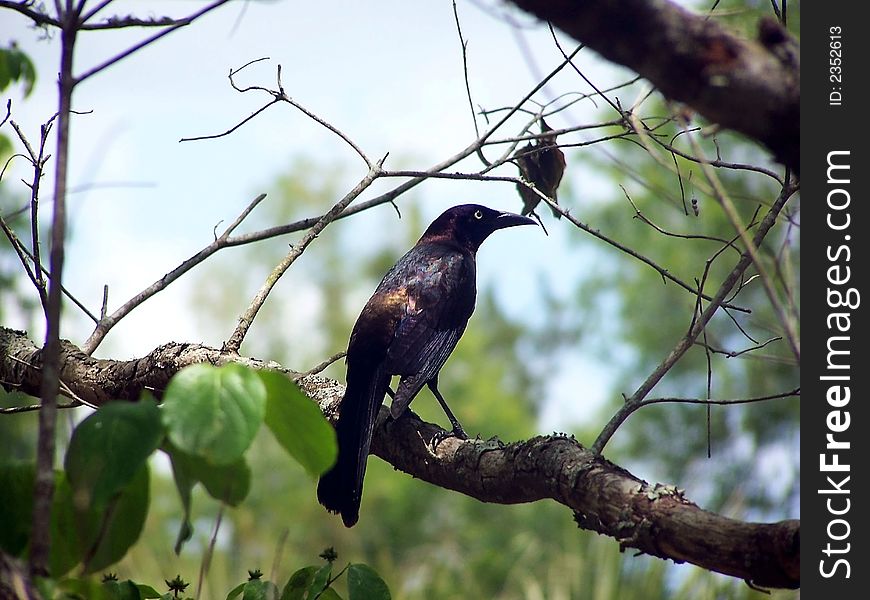 Purple Grackle (blackbird) perched on a tree limb on a sunny day.