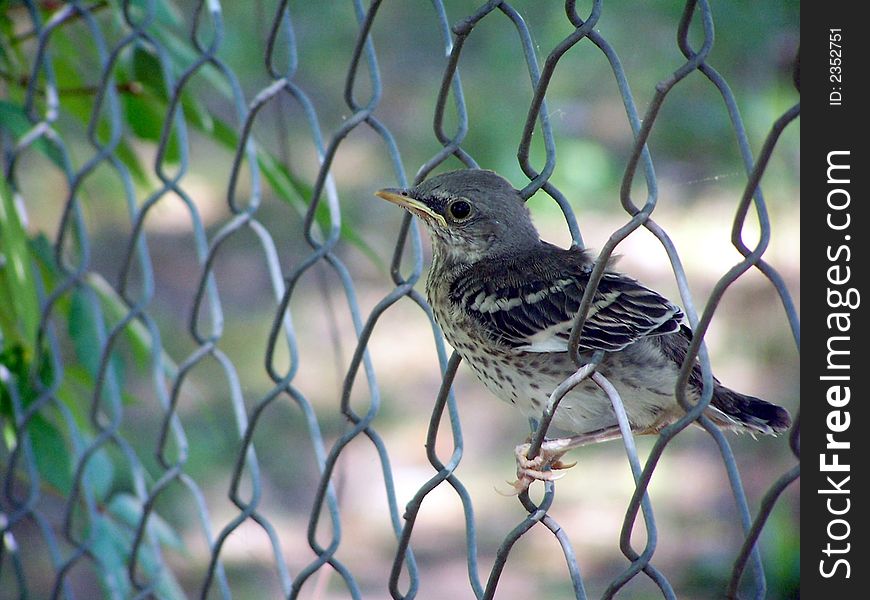 Baby Mocking Bird In A Fence