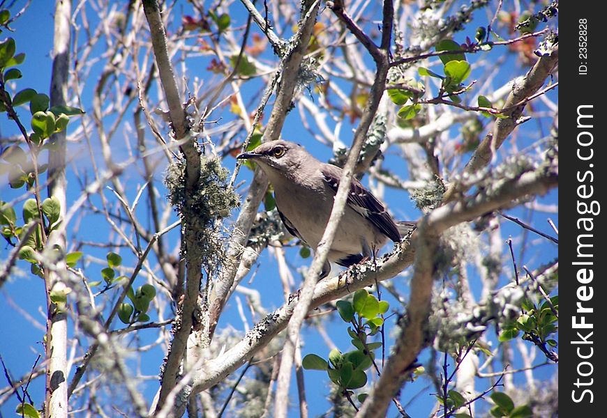 Mocking Bird On a Limb