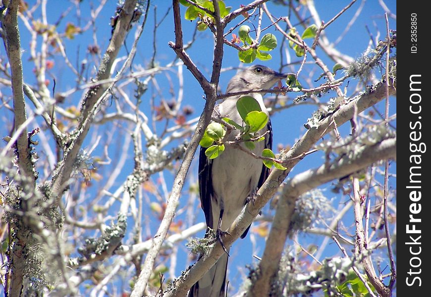 Mocking Bird perched on a tree limb on a sunny day. Mocking Bird perched on a tree limb on a sunny day.