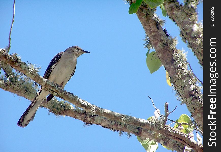 Mocking Bird perched on a tree limb on a sunny day. Mocking Bird perched on a tree limb on a sunny day.