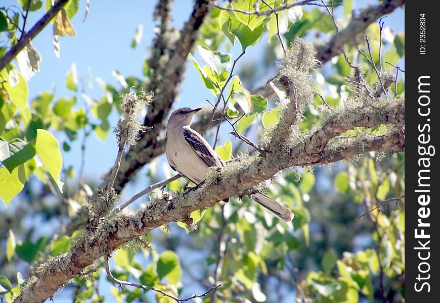Mocking Bird On a Tree Limb