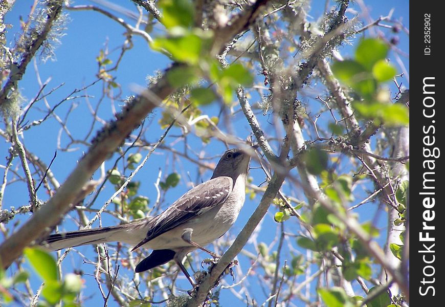 Mocking Bird perched on a tree limb on a sunny day. Mocking Bird perched on a tree limb on a sunny day.